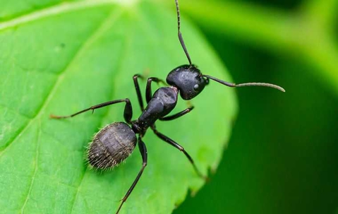 little black ant on green leaf