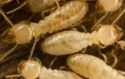 termites