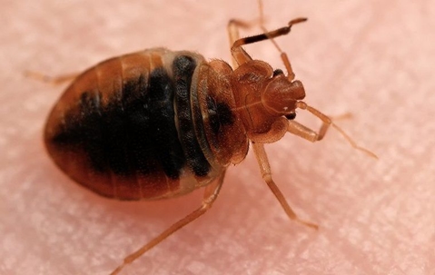 bed bug