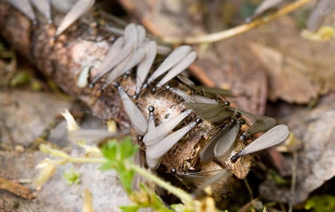 termites