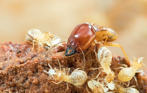 termites