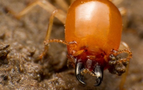 termite