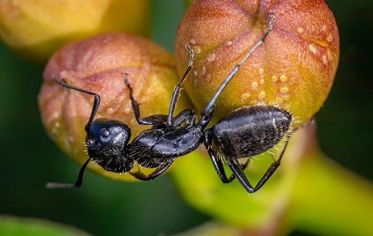 Ant Crawling on Fruit